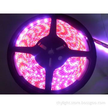 High Quality Flexible LED Strip Light (CE & RoHS)